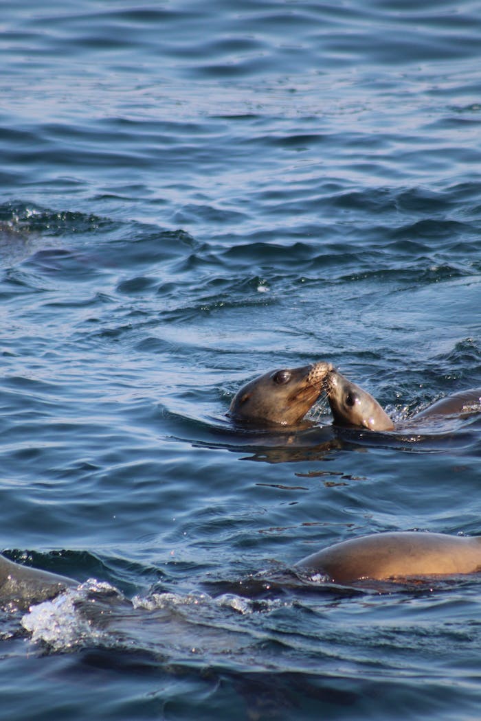 A playful interaction between two sea lions in open ocean waters, showcasing wildlife behavior.
