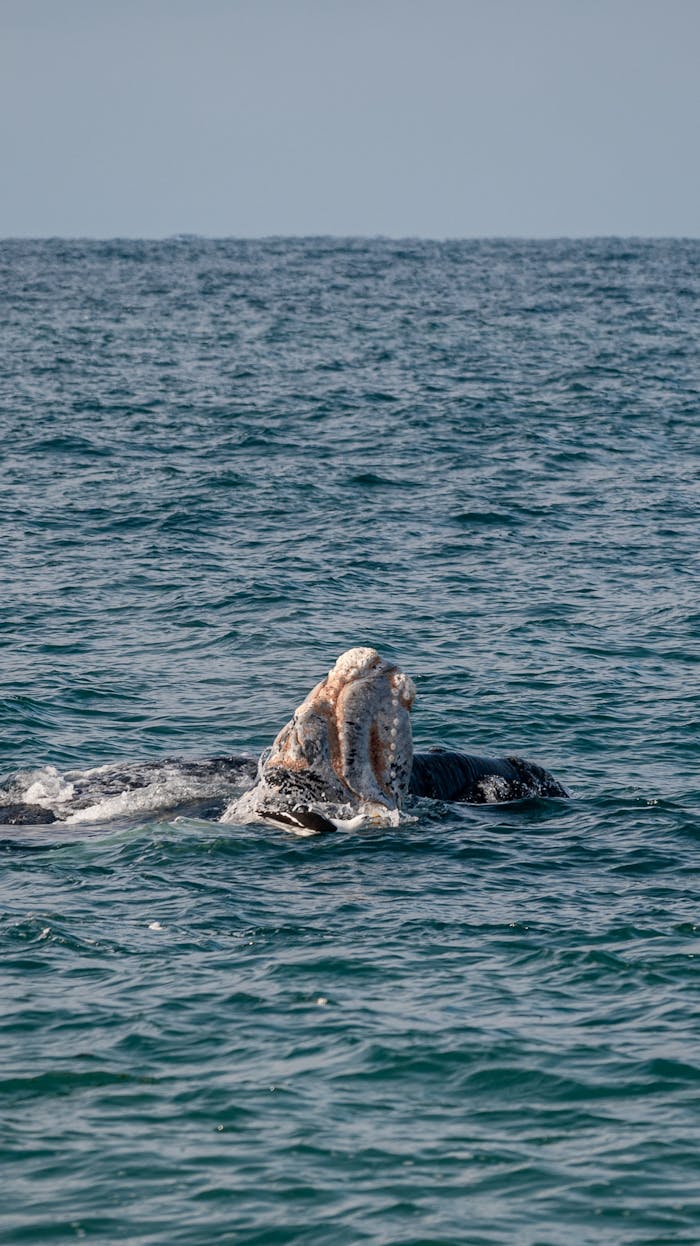 A majestic whale surfaces in a tranquil sea, showcasing marine beauty.